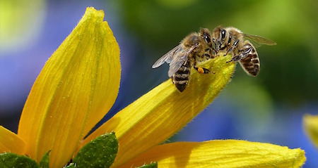 Alžběta Matiášová: Jak zmírnit homeopaticky následky včelího štípnutí či bodnutí hmyzem 