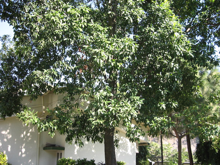 Rudraksharový Strom zdroj fota: Wikipedia